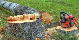 How Our Tree Care Process Works  in  Tainter Lake, WI