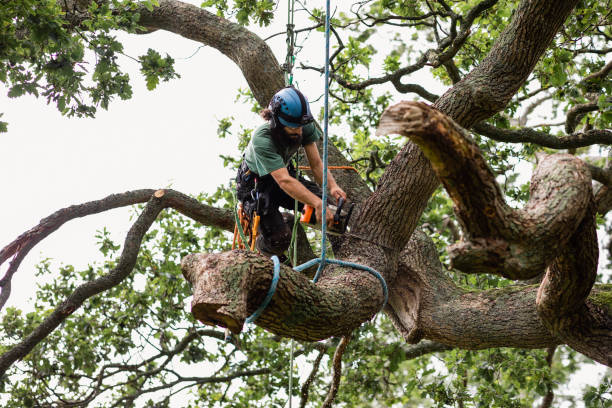 Best Tree Health Inspection  in Tainter Lake, WI