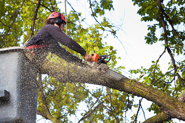 How Our Tree Care Process Works  in  Tainter Lake, WI